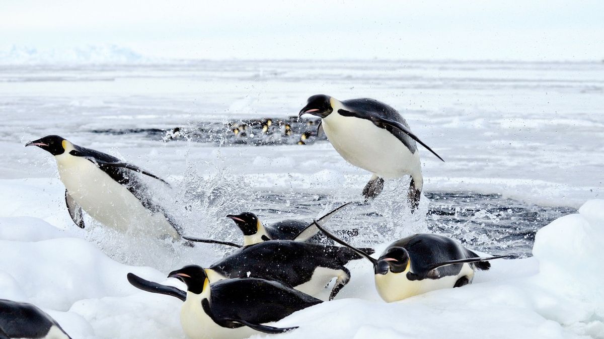 V Antarktidě uhynuly tisíce tučňáků, roztál pod nimi led